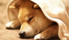 狗狗感冒了什么症状