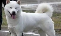 北海道犬的体态特点及生活习性