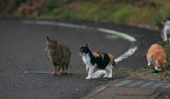 为什么说宠物医疗健康服务，要推开高端细分市场的“窄门”？