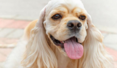 如何挑选优质美国可卡犬？看这七大关键点