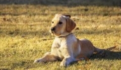 为什么有那么多人养狗？新手养狗清单