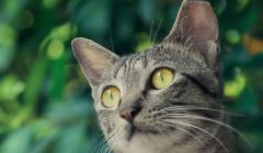 为什么有些猫耳朵被剪掉一截？这是什么意思？