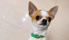 小鹿犬为什么没人养？饲养需谨慎