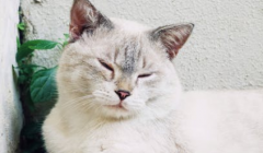 为什么猫老是半夜叫 猫咪老是半夜叫的原因