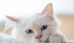 猫咪的寿命一般是多长 猫咪大概能够活多少年