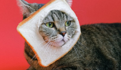 猫为什么会发出呼噜呼噜声 猫打呼的原因