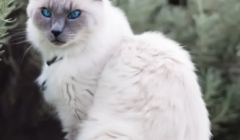 暹罗猫为什么会变色 暹罗猫变色的原因