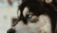 哈士奇智商低？主人：简直听不懂人话