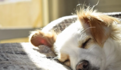 狗绝育后骂街三个月，医生说我道歉了