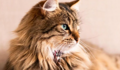 撸千只萌猫 治愈所有不开心 广州藏着“猫咪乌托邦”