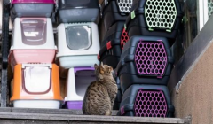 高铁宠物托运再扩围，春运归途，“毛孩子”不再缺席