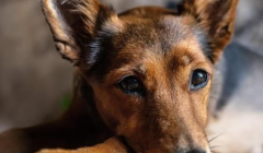 天津举办宠物年货节 铲屎官解锁“它经济”消费新场景