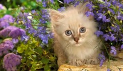 养猫新手需要准备的物品有哪些