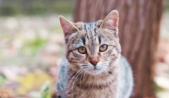 养小奶猫需要准备什么?