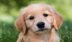 金毛犬的美容养护方法