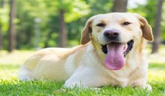 狗狗毛发打结怎么办？