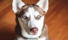 关于狗狗掉毛问题