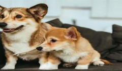 狗狗冬季美容需要注意的事