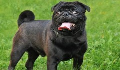 巴哥犬的美容护理知识