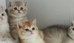 怎么让猫咪毛发变好