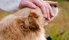 金毛犬吃什么对毛好