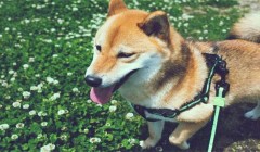 狗狗身上异味很严重怎么有效去除