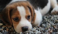 平常要如何护理狗狗的牙齿？