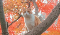 猫咪洗耳液怎么使用 猫咪洗耳液怎么用