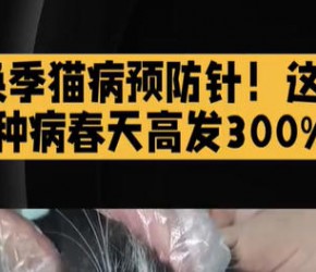 换季猫病预防针！这4种病春天高发300%，怎么给猫打预防针