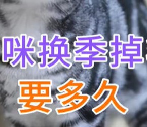 猫咪换季掉毛要多久