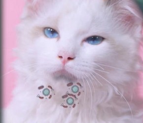 猫咪黑下巴怎么办？三招替你解决烦恼