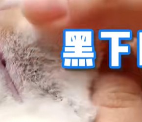 养猫指南：猫咪黑下巴的处理方法