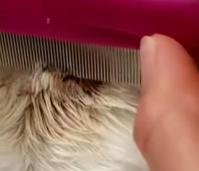 猫咪"黑下巴"是什么? 铲屎官知道吗?