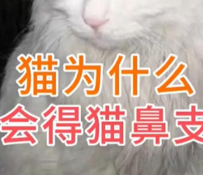 猫为什么会得猫鼻支