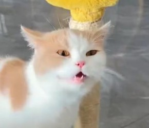 猫鼻支不仅不会自愈还具有传染性！