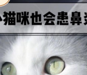 猫咪打喷嚏就是猫鼻支？别小题大做啦，可能只是有人想它了