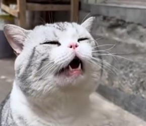 如何区分猫鼻支和普通感冒