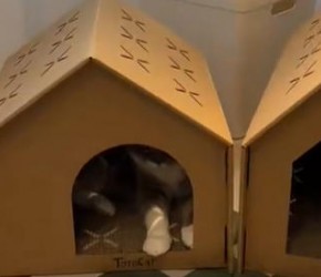 结实又好看的纸箱猫窝