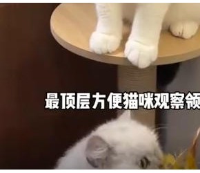 便宜好看又实用的猫爬架