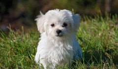 当“携宠旅游”写入官方文件，须知宠物友好的前提得是文明养宠