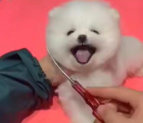 看了这个视频我学会了给狗洗澡，修毛，化妆啦