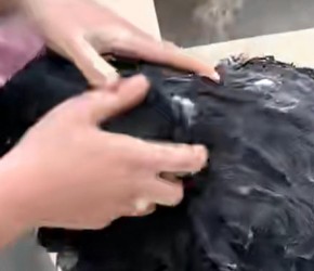 关于猫狗洗澡比人还贵， 这些理由合理吗?