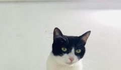 春节宠物寄养“一位难求”！宠物经济也有“春运时刻”