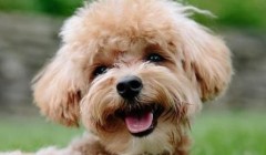 宠物“年节经济”升温，中国“铲屎官”为爱宠备年夜饭购新装