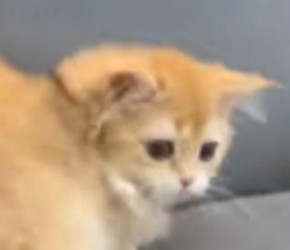 猫咪驱虫的重要性