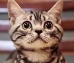 美国短毛猫科普&百科 了解美短猫的一切