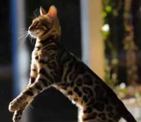 孟加拉豹猫科普&百科