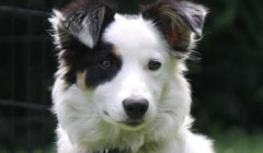 边牧献血200毫升救助“好朋狗”，主人：两狗之前认识，心疼到落泪