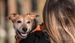 放大“陪伴”价值，宠物经济如何激发全链条创新