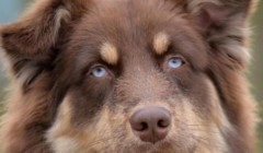 宿迁三年200亿目标揭幕 宠物友好型城市打造全产业链生态